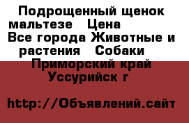 Подрощенный щенок мальтезе › Цена ­ 15 000 - Все города Животные и растения » Собаки   . Приморский край,Уссурийск г.